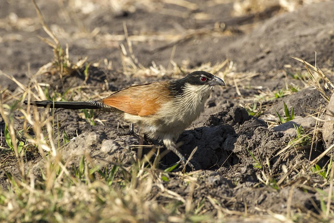 WHITE_BROWED_COUCAL_01.jpg