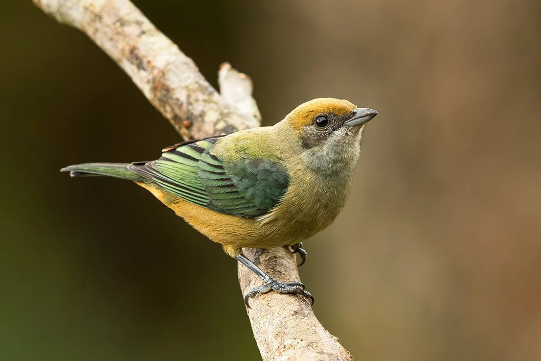 BURNISHED-BUFF TANAGER_04.jpg