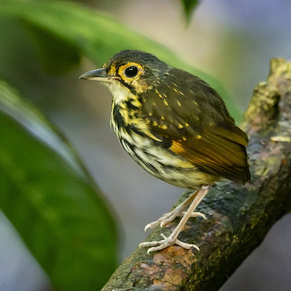 STREAK_CHESTED_ANTPITTA_01.jpg