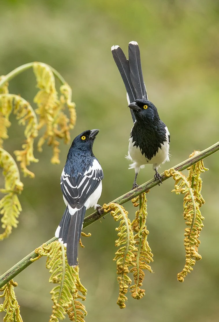 MAGPIE_TANAGER_03.jpg