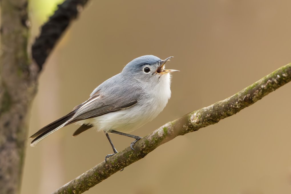 BLUE GRAY GNATCATCHER