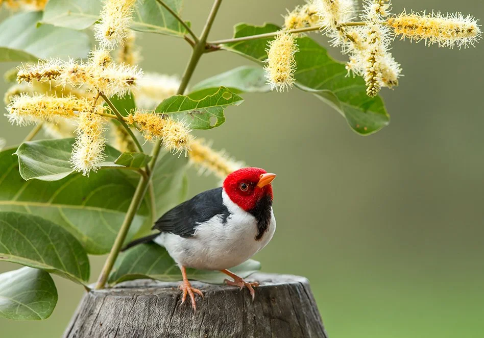 YELLOW-BILLED TANAGER