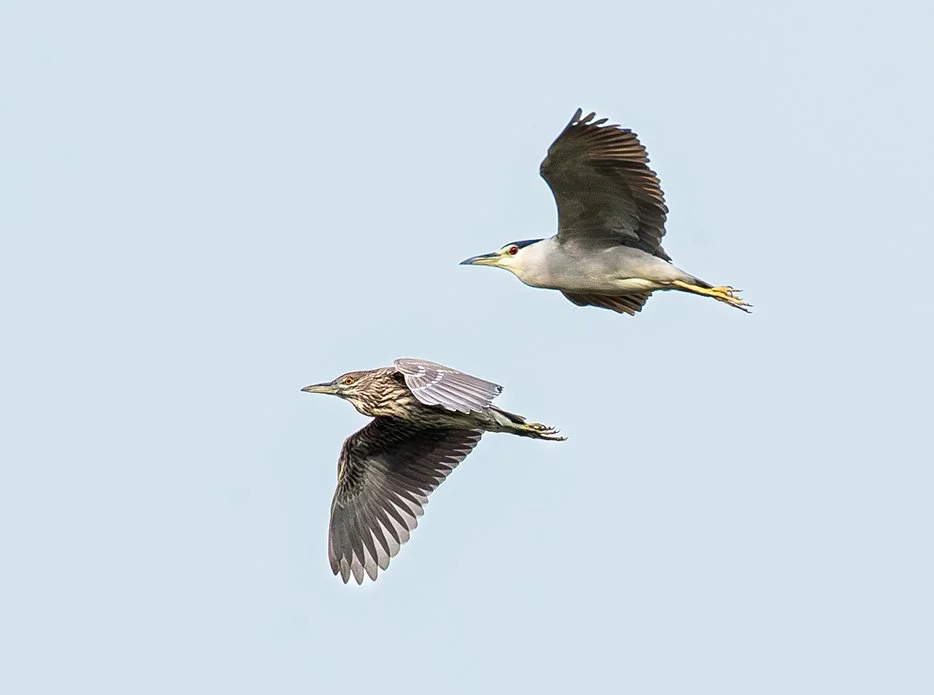 BLACK_CROWNED_NIGHT_HERON_06.jpg