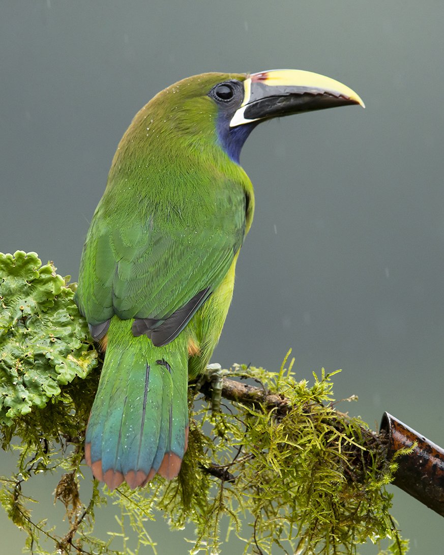 EMERALD_TOUCANET_02.jpg