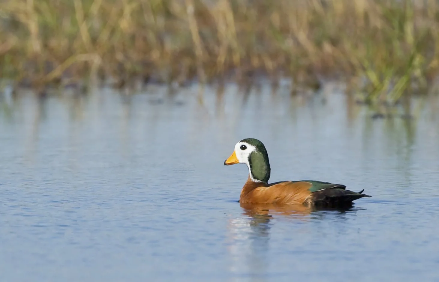 AFRICAN_ PIGMY_GOOSE_02.jpg