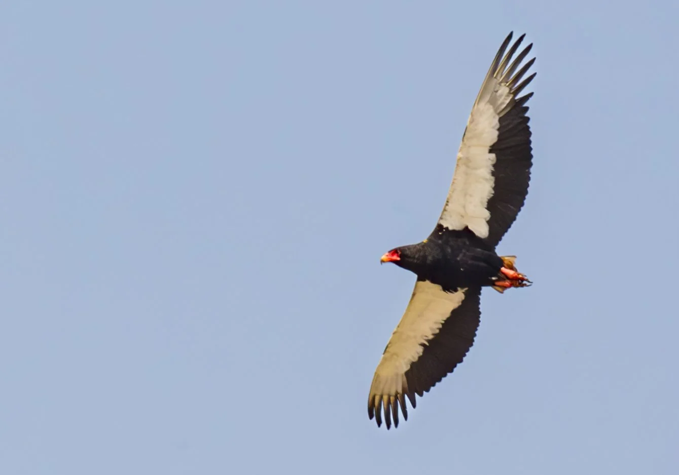 BATELEUR _02.jpg