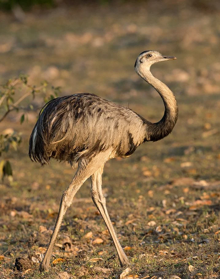 GREATER_RHEA_02.jpg