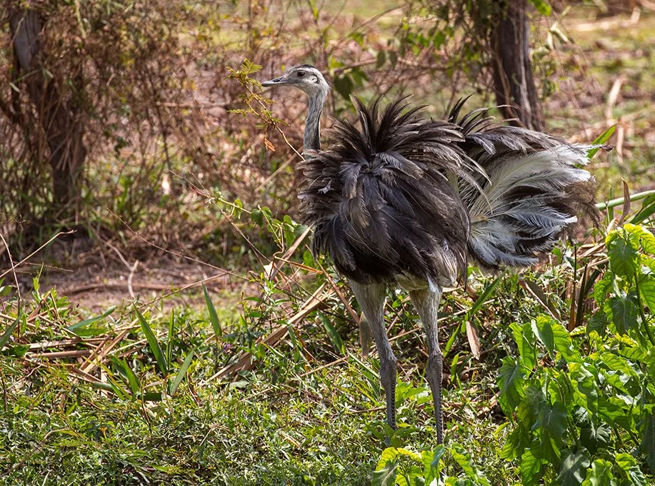 GREATER RHEA