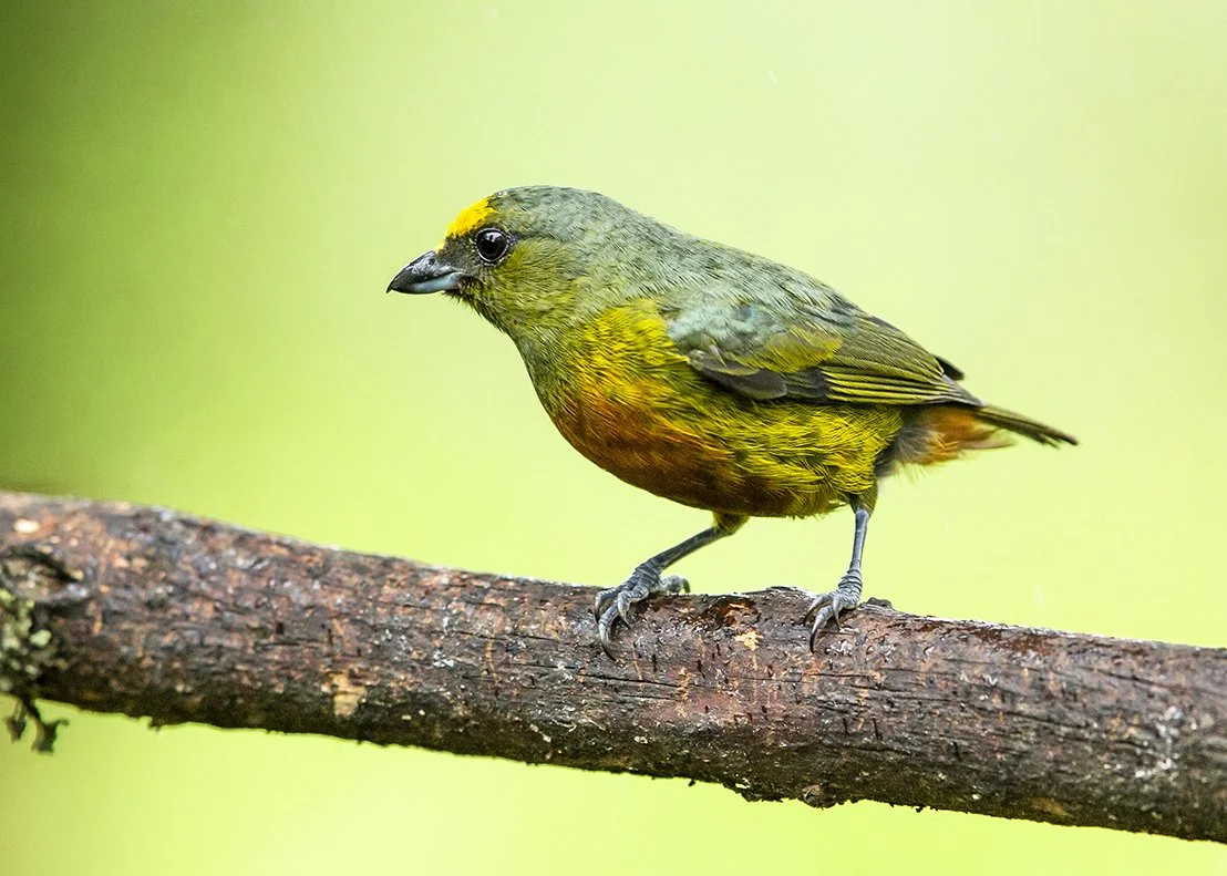 OLIVE-BACKED EUPHONIA