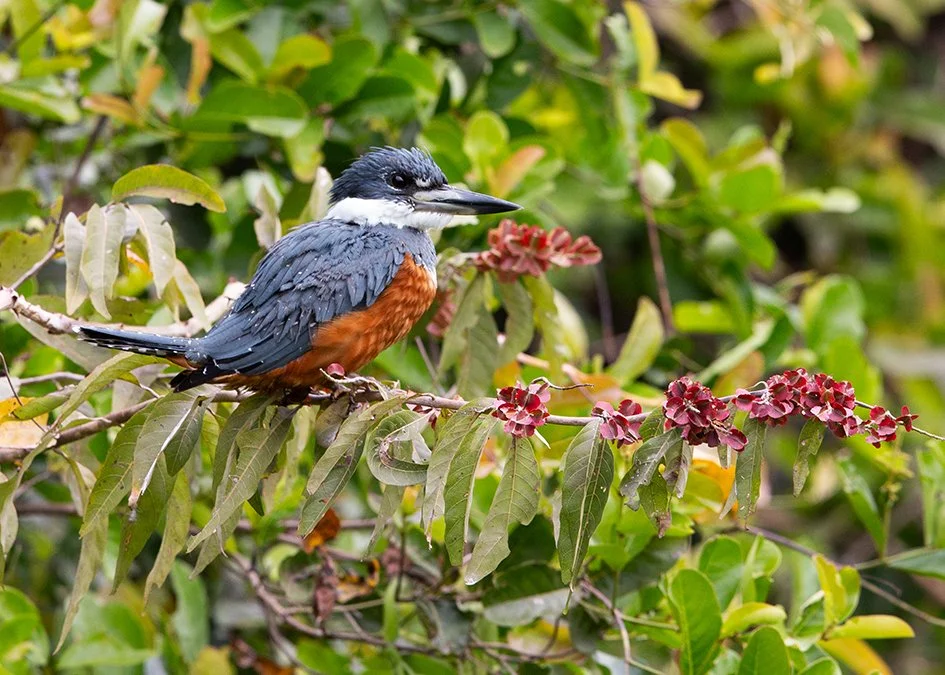RINGED_KINGFISHER_11.jpg