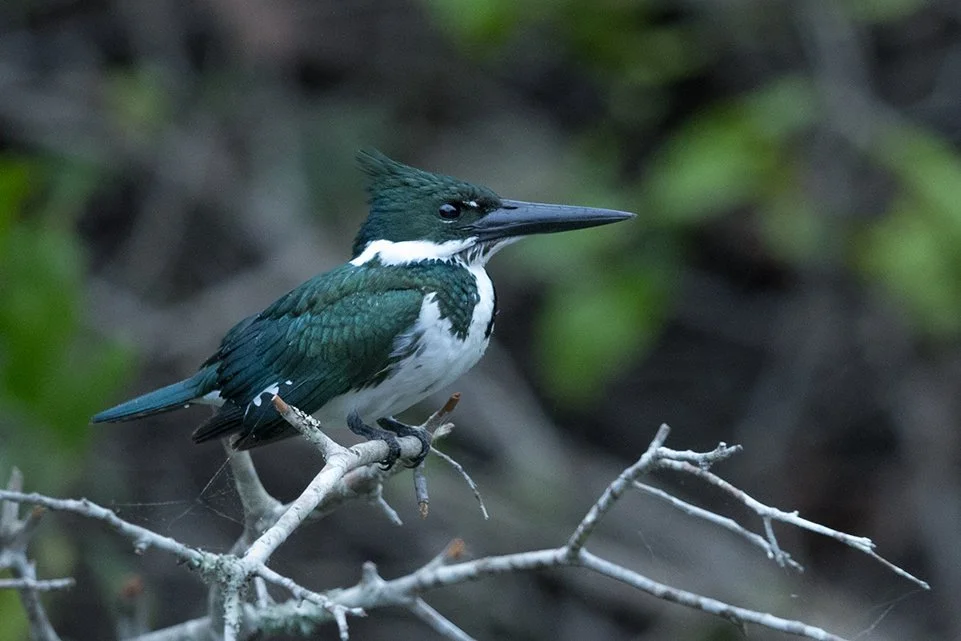 AMAZON_KINGFISHER_03.jpg