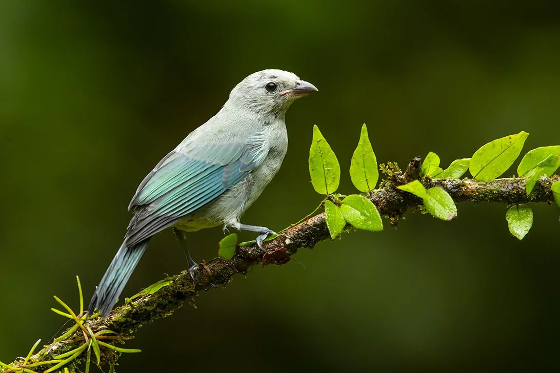 BLUE-GRAY_TANAGER_02.jpg