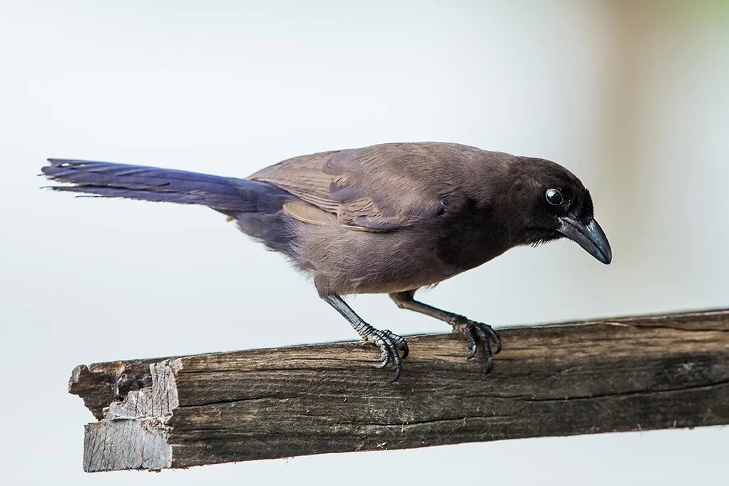 SHINY COWBIRD