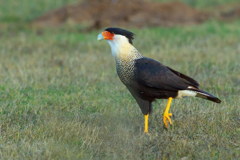 NORTHERN CARACARA