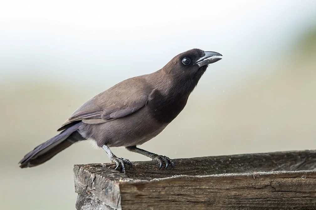SHINY_COWBIRD_02.jpg