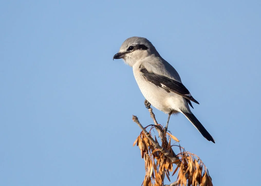 NORTHERN SHRIKE