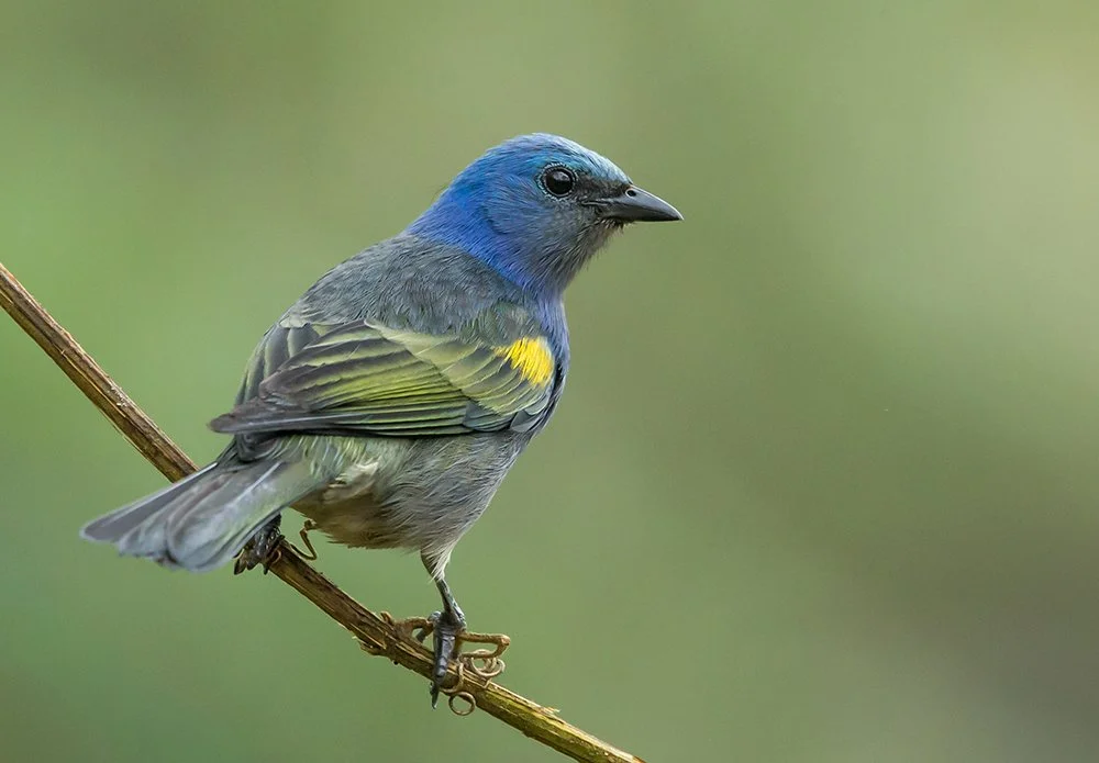 GOLDEN_CHEVRONED_TANAGER_07.jpg