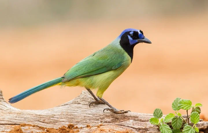 GREEN JAY