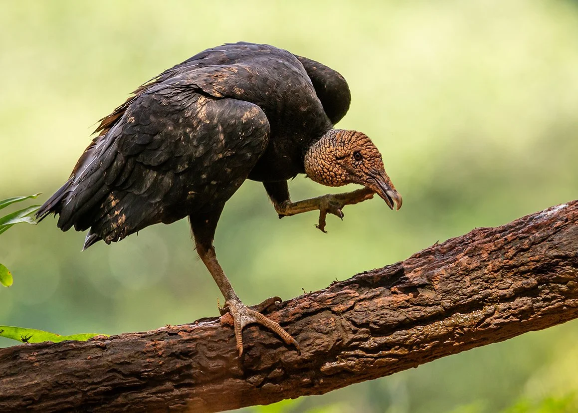 BLACK VULTURE_02.jpg