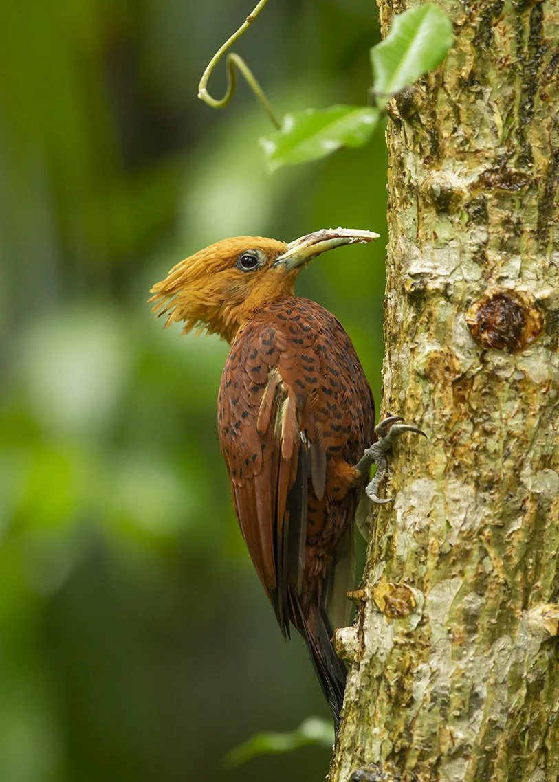 CHESTNUT-COLORED WOODPECKER