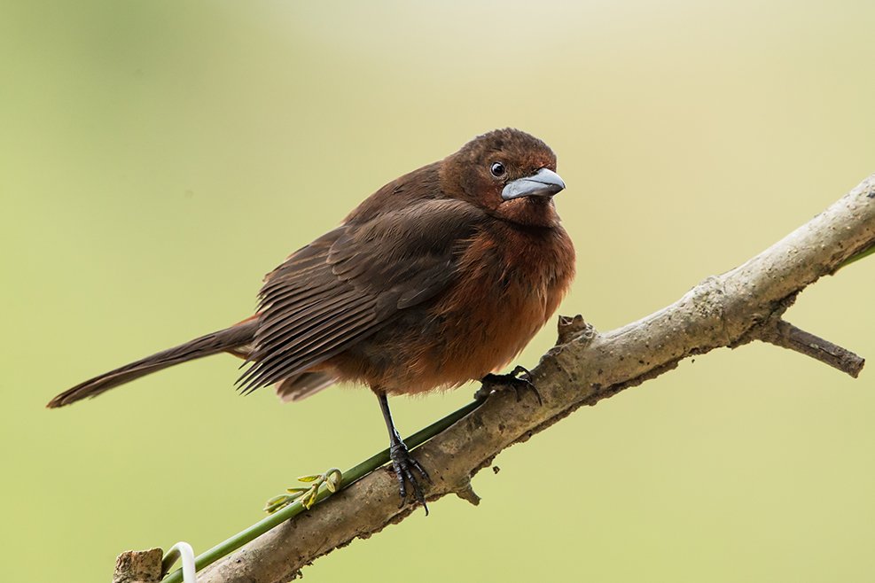 SILVER_BEAKED_TANAGER_03.jpg