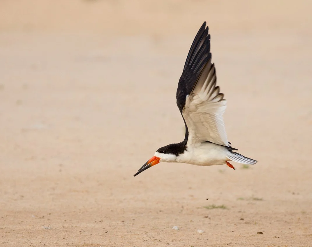 BLACK_SKIMMER_06.jpg
