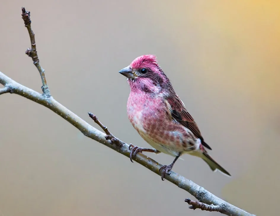 PURPLE FINCH