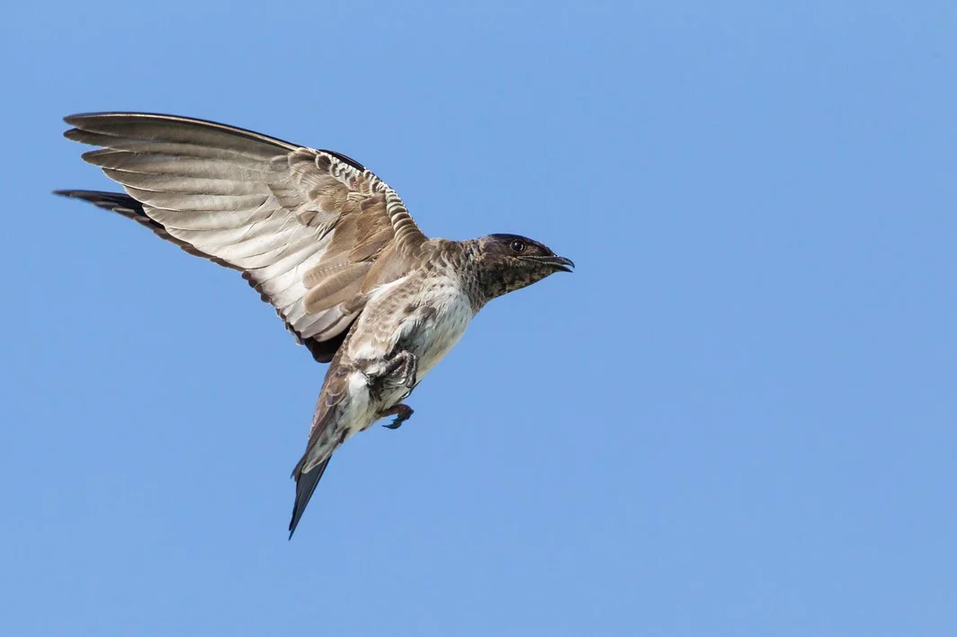 PURPLE MARTIN