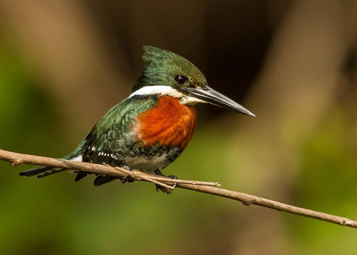 AMAZON_KINGFISHER_02.jpg