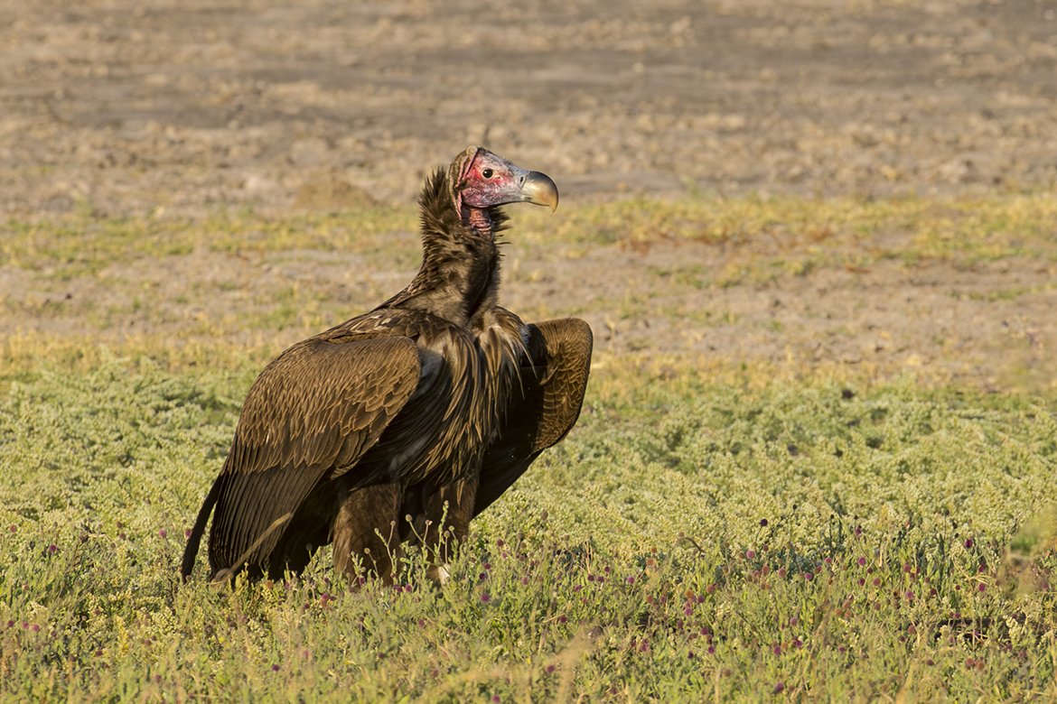 LAPPET_FACED_VULTURE_06.jpg