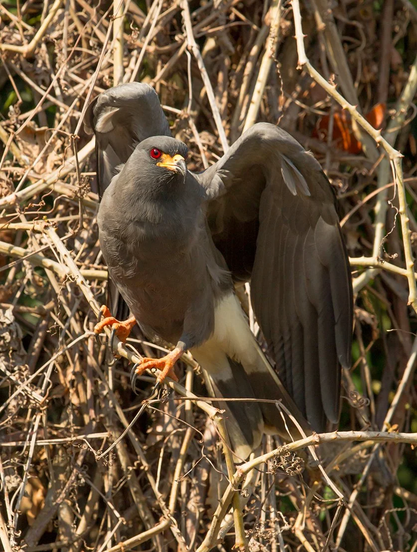 SNAIL_KITE_02.jpg