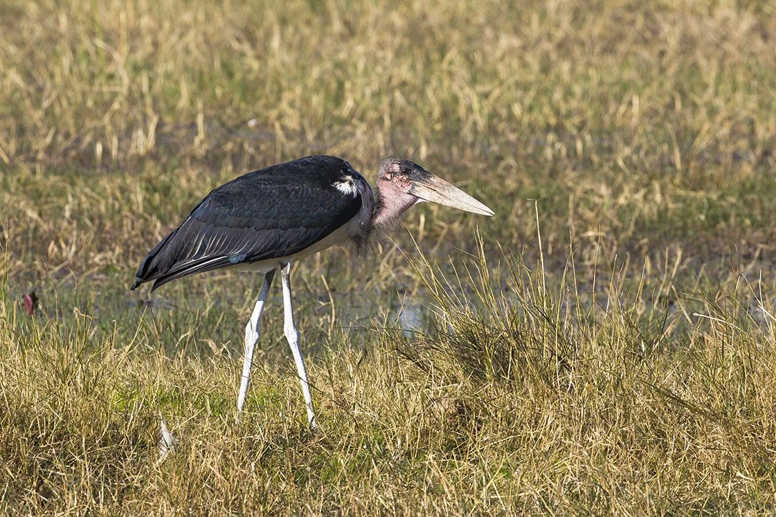 MARABOU_STORK_07.jpg