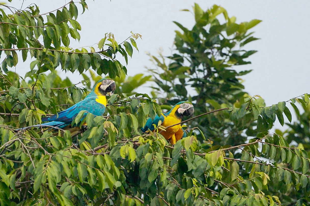 BLUE_AND_YELLOW_MACAW_02.jpg