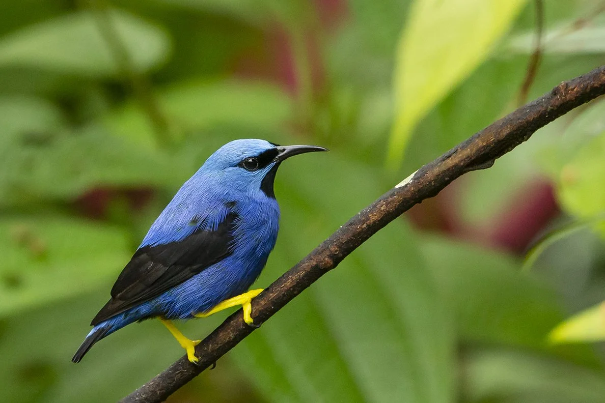 SHINING_HONEYCREEPER_03.jpg