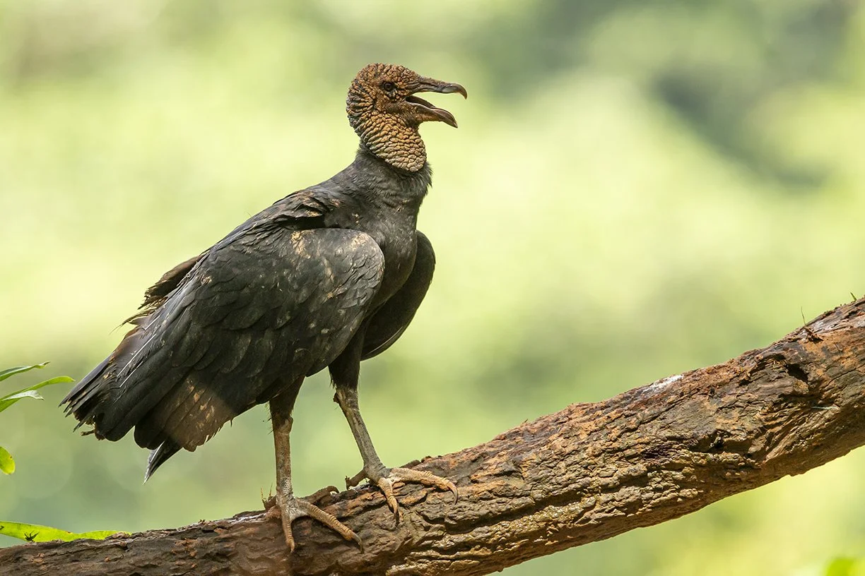 BLACK_VULTURE_02.jpg