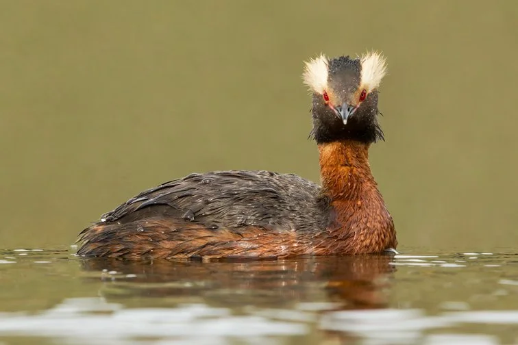 HORNED GREBE