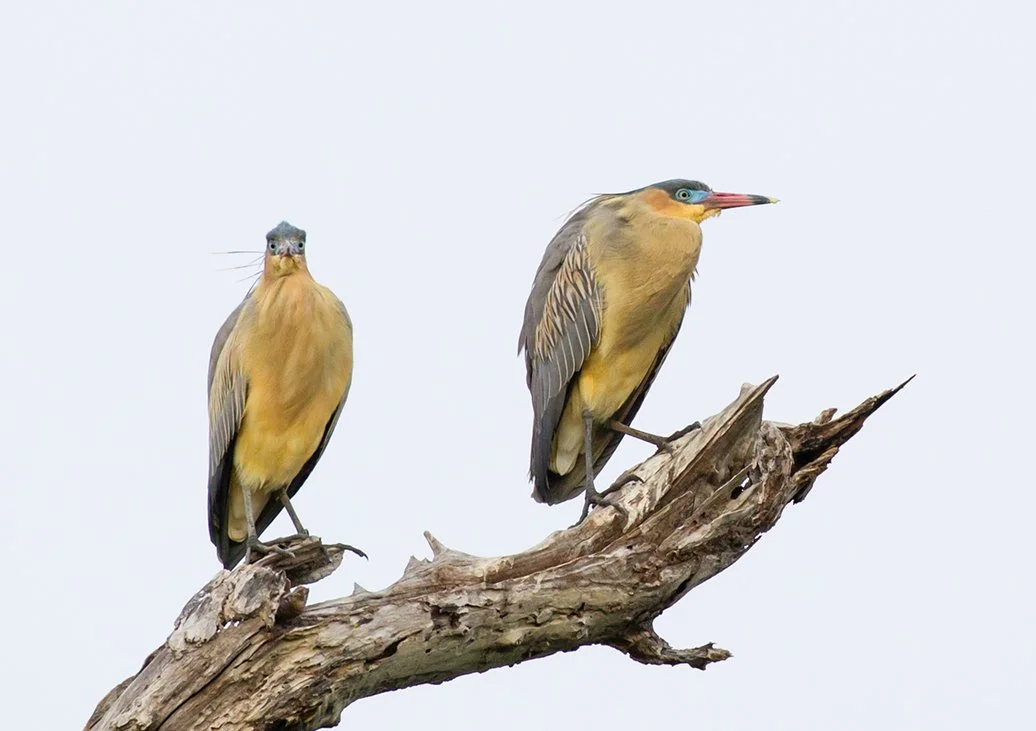 WHISTLING HERON