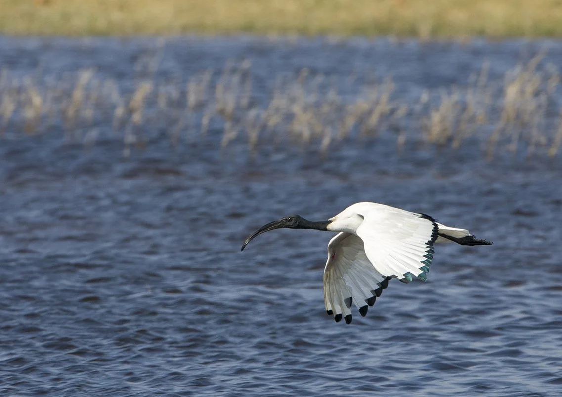 AFRICAN_SACRED_IBIS_03.jpg