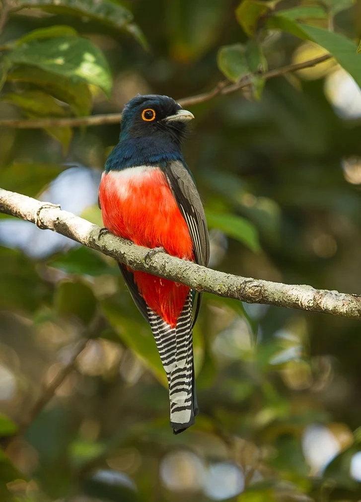 BLUE-CROWNED TROGAN