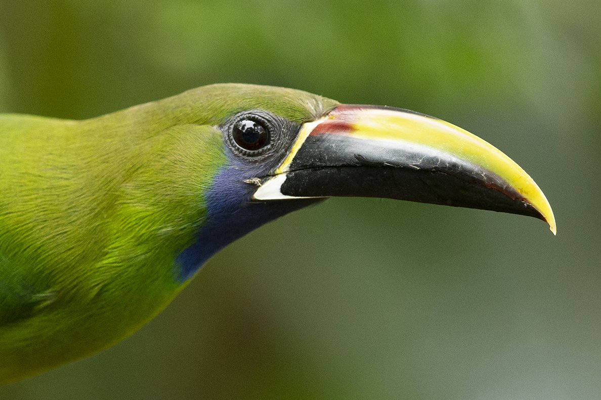 EMERALD_TOUCANET_04.jpg