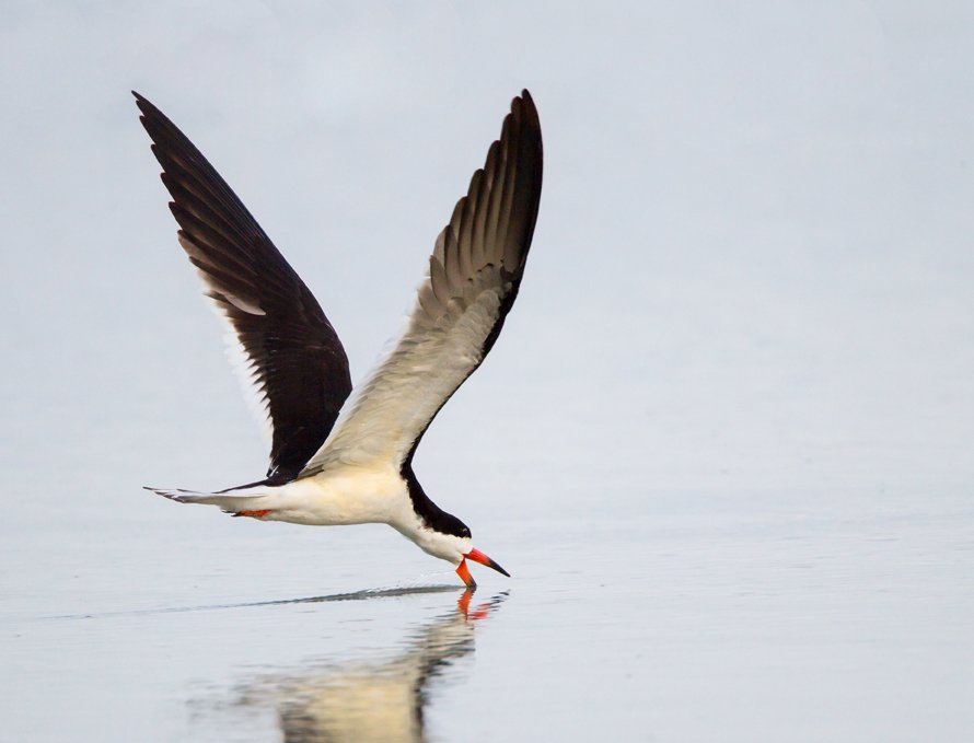 BLACK SKIMMER
