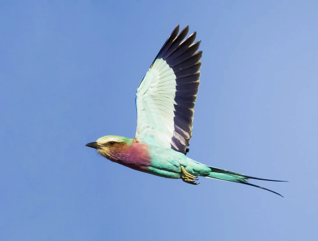 LILAC_BREASTED_ROLLER_14.jpg