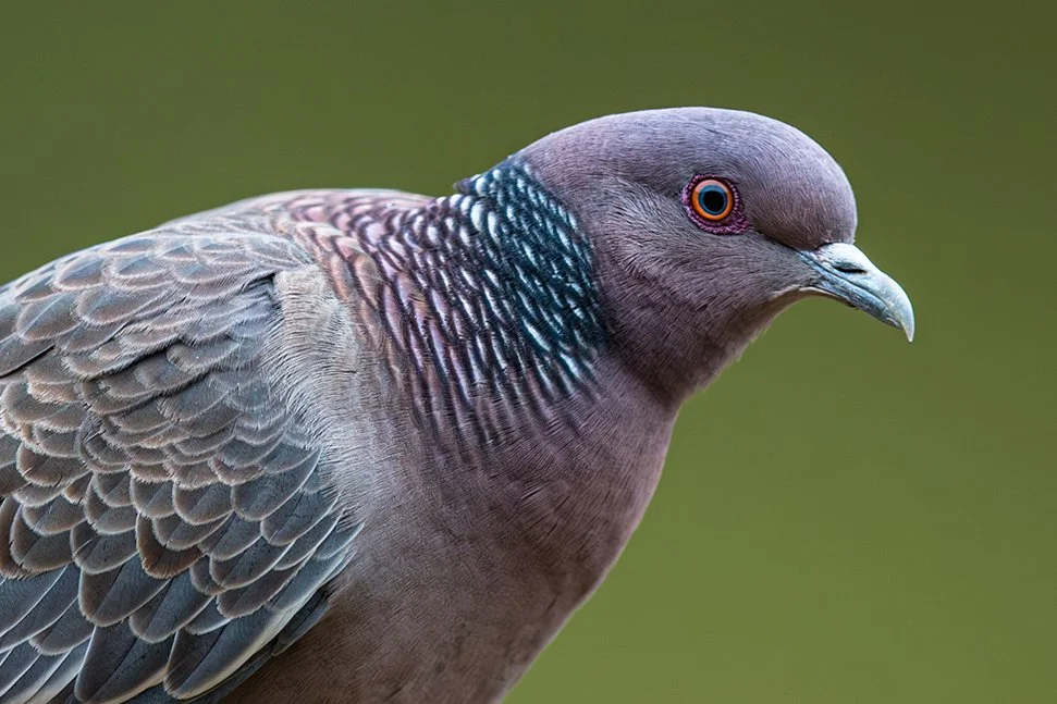 PICAZURO PIGEON