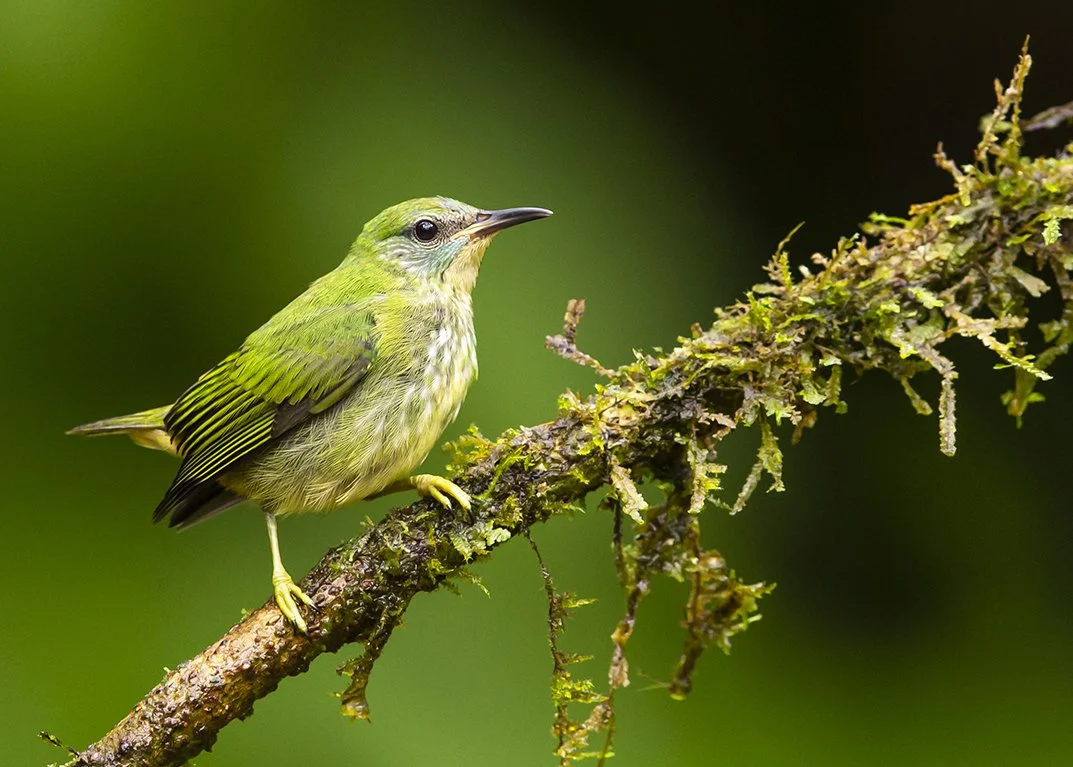 SHINING HONEYCREEPER