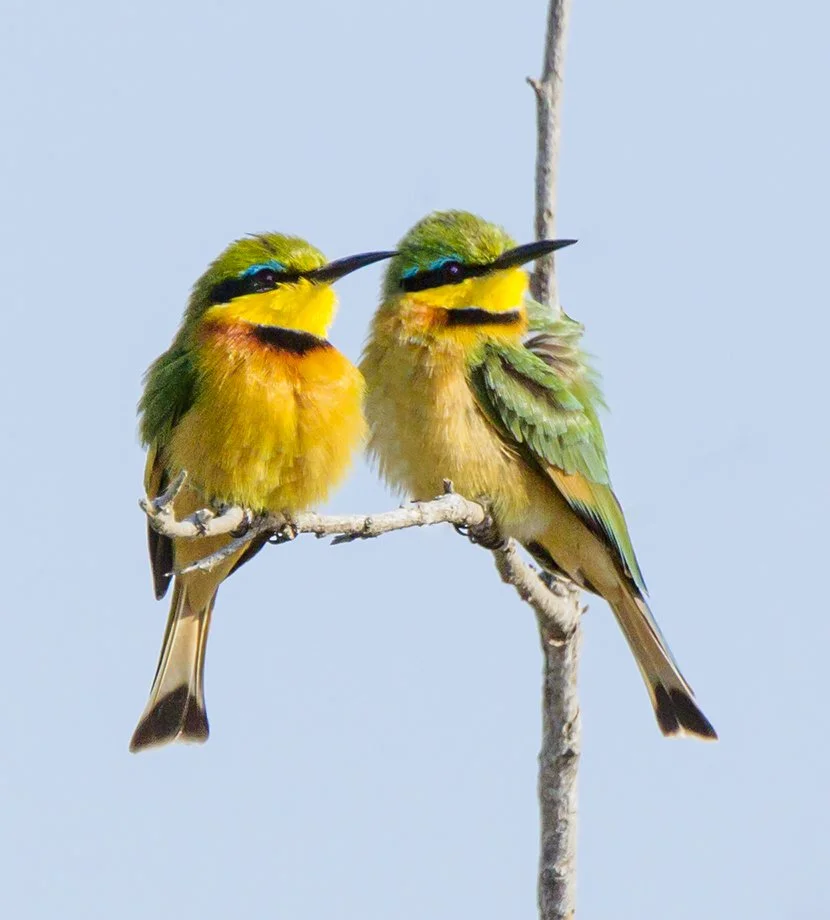 LITTLE_BEE_EATER_02.jpg