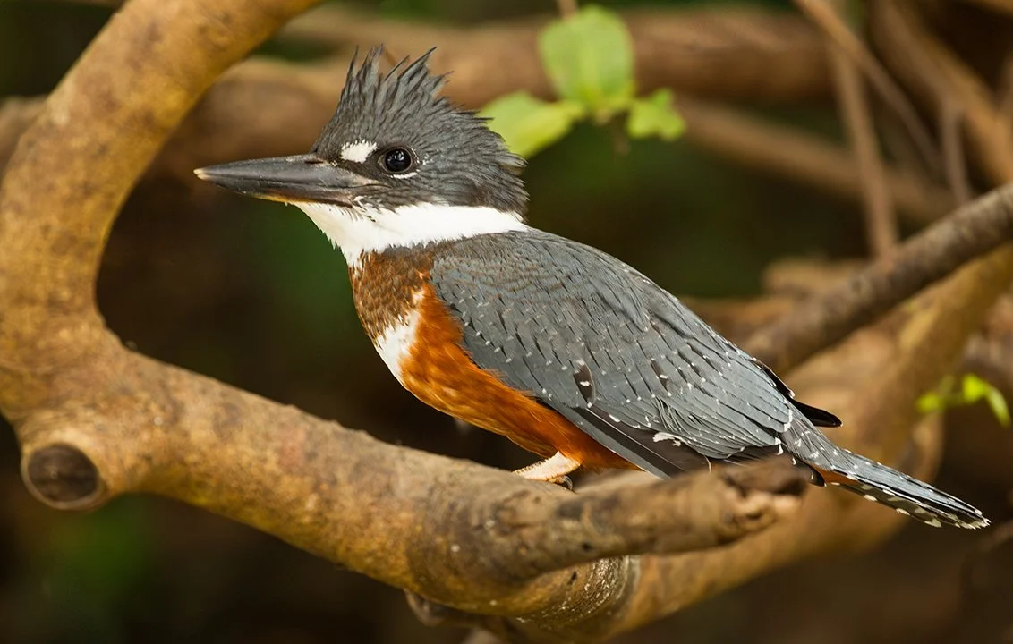RINGED_KINGFISHER_04.jpg