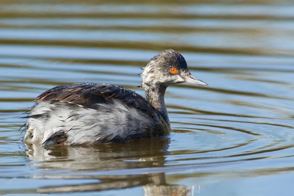 EARED GREBE