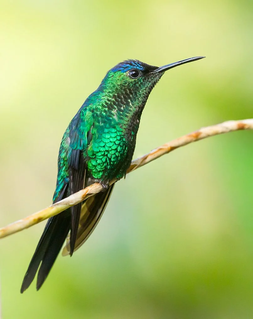 VIOLET-CAPPED WOODNYMPH