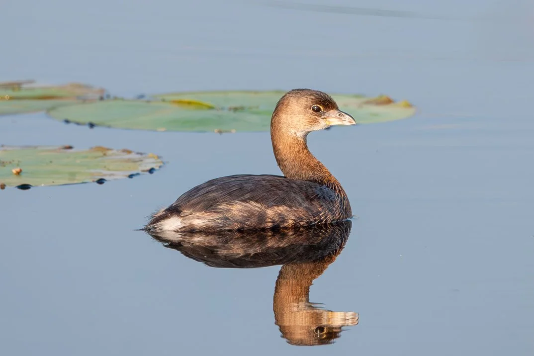 PIED-BILLED GREBE