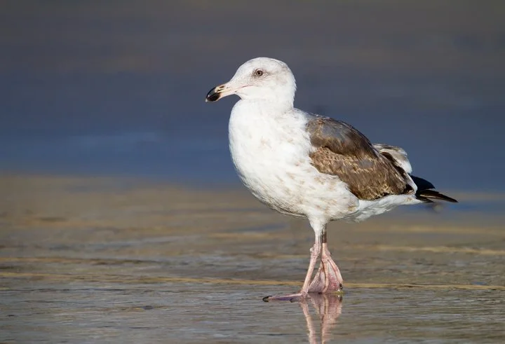 CALIFORNIA GULL